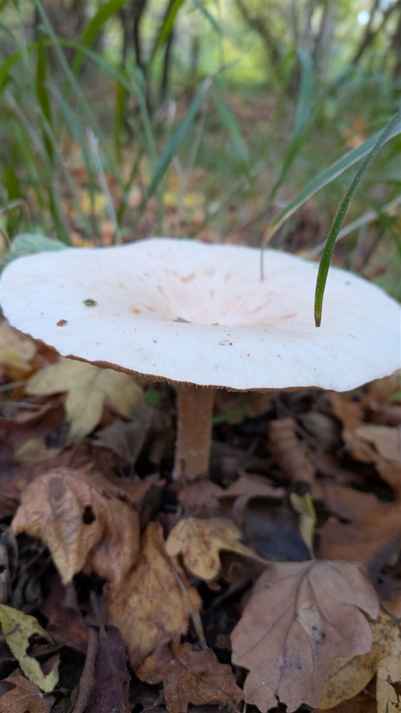 A pale parasol mushroom growing among the autumn leaf litter