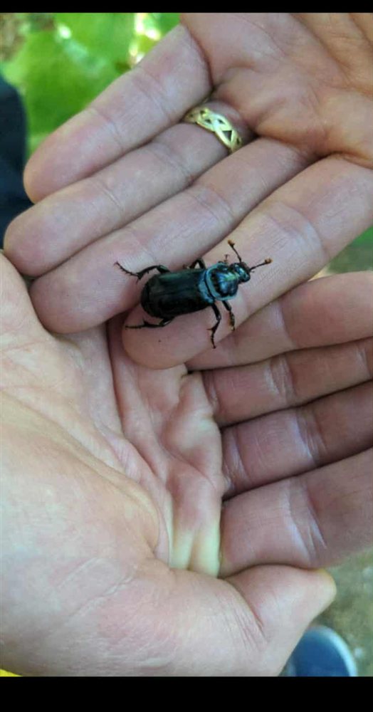 Two hands gently holding a beetle found in the woodland