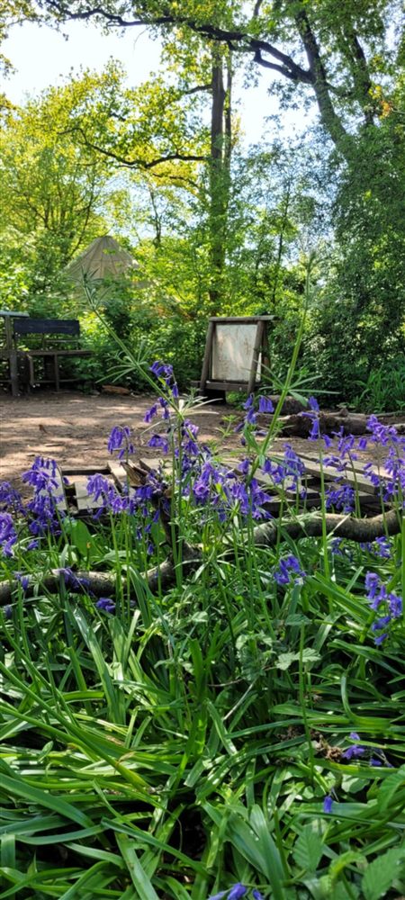 Bluebells in flower at the woodland site with the mud kitchen behind