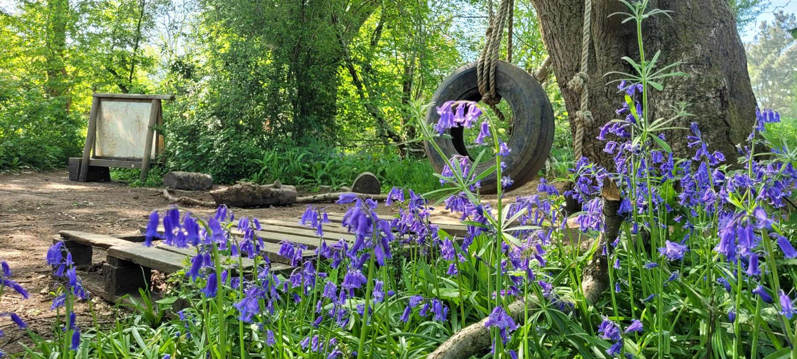 Bluebells in flower beside the woodland tyre swing and mud kitchen at our Ashdon site